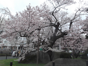 石割桜.JPG