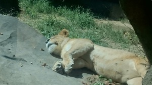 いしかわ動物園3.jpg