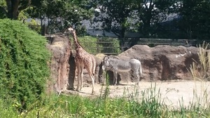 いしかわ動物園7.jpg